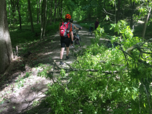 A tree blocks the trail
