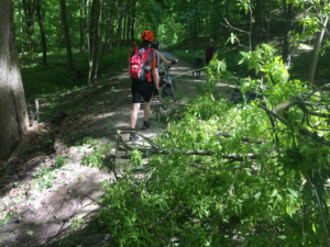  A tree blocks the trail